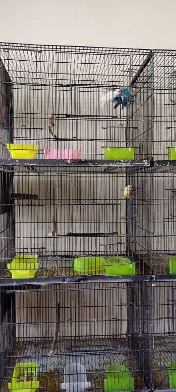 lovebirds breeder pair  sale urgent sale 0