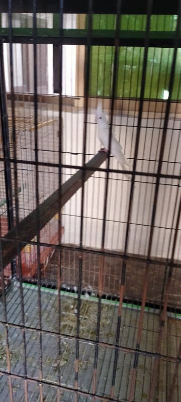 lovebirds breeder pair  sale urgent sale 1