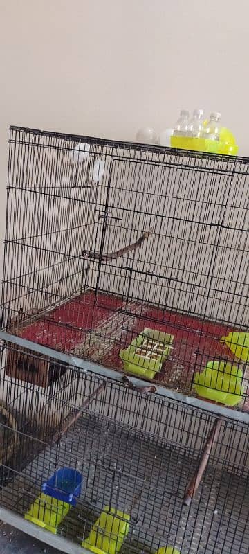 lovebirds breeder pair  sale urgent sale 2