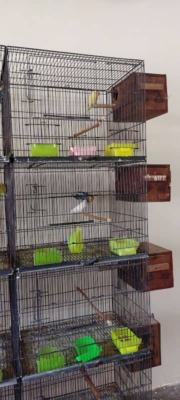 lovebirds breeder pair  sale urgent sale 4