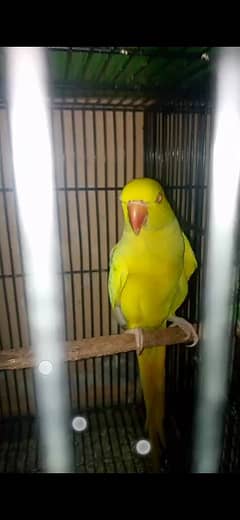 yellow ringneck breader talking female . .