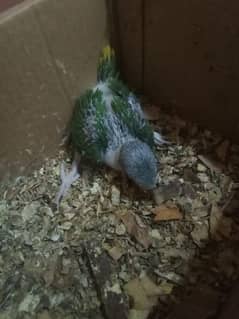 parrot