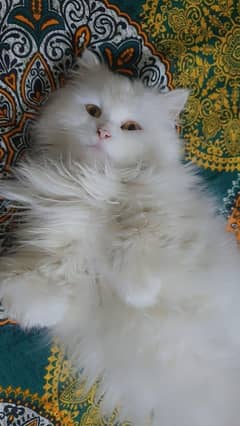 Punch face persian