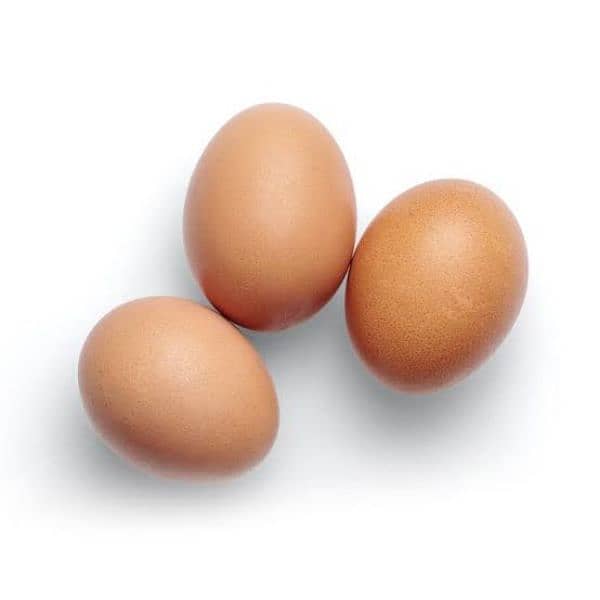 black Australorp two week old chicks and fertile eggs 03341743563 6