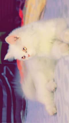 Semi Punch Face Cat