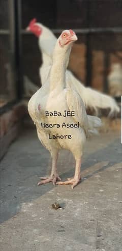 Heera