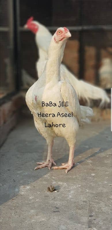 Heera 0
