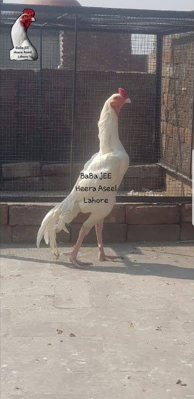 Heera 2