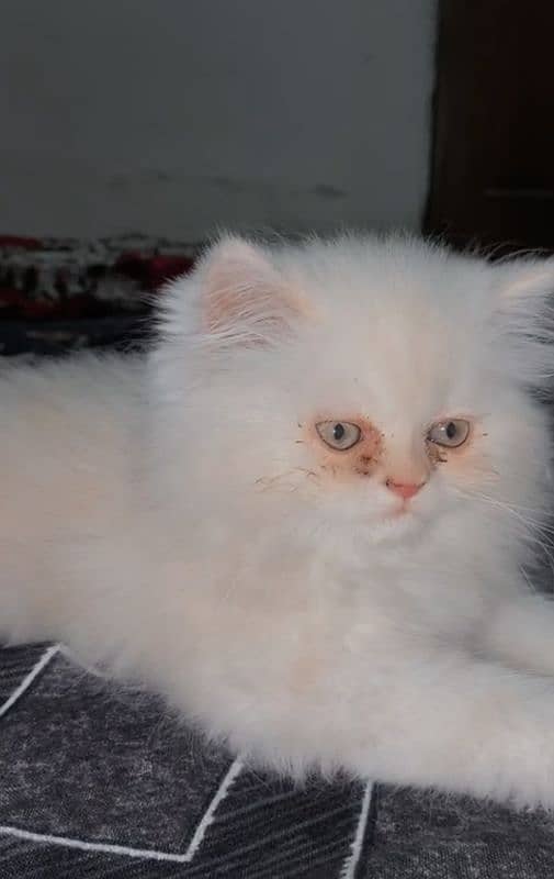 Triple coated persian kitten 0
