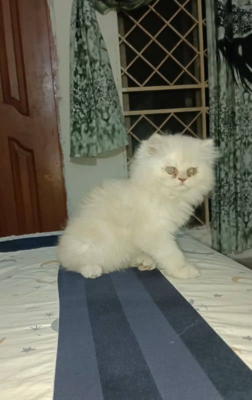 Triple coated persian kitten 1