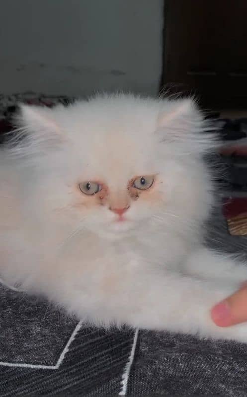 Triple coated persian kitten 2