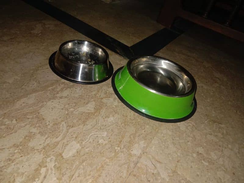 Triple coated persian kitten 4