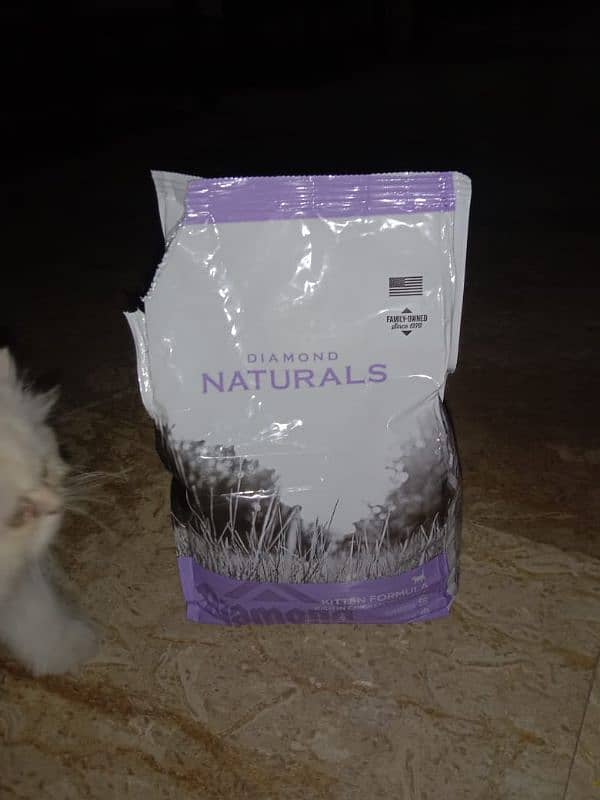 Triple coated persian kitten 8