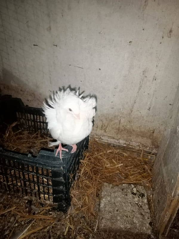 6 pcs Jacobin (naqabposh) pigeons for sale 1