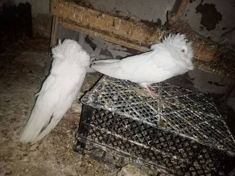 6 pcs Jacobin (naqabposh) pigeons for sale 2