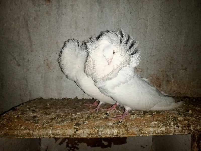 6 pcs Jacobin (naqabposh) pigeons for sale 3