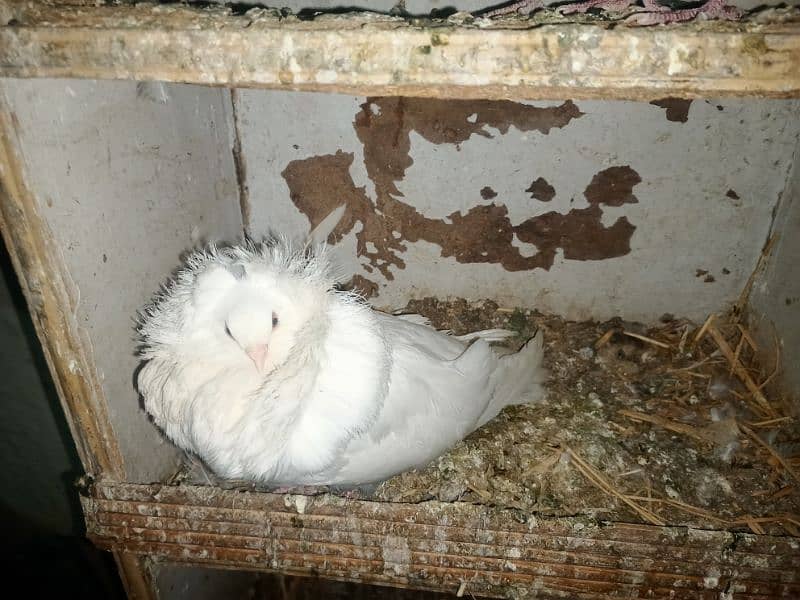 6 pcs Jacobin (naqabposh) pigeons for sale 4