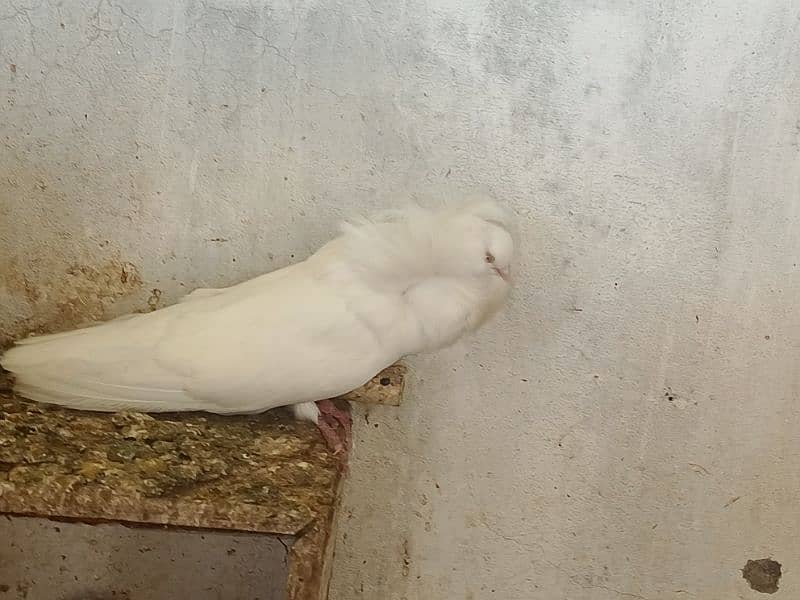 6 pcs Jacobin (naqabposh) pigeons for sale 6