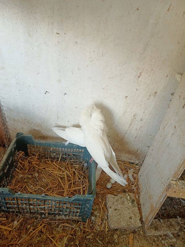 6 pcs Jacobin (naqabposh) pigeons for sale 7