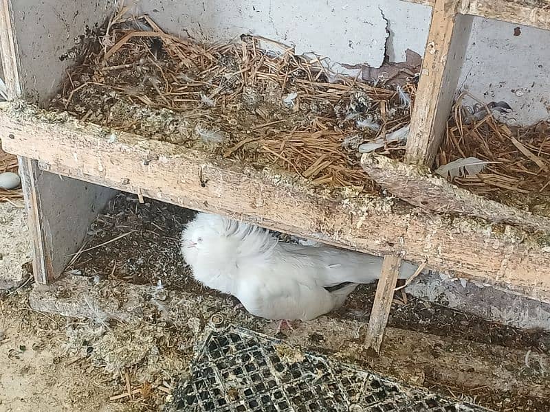 6 pcs Jacobin (naqabposh) pigeons for sale 8
