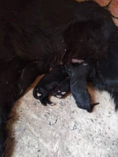 female dog with puppies long coat German shepherd for sale