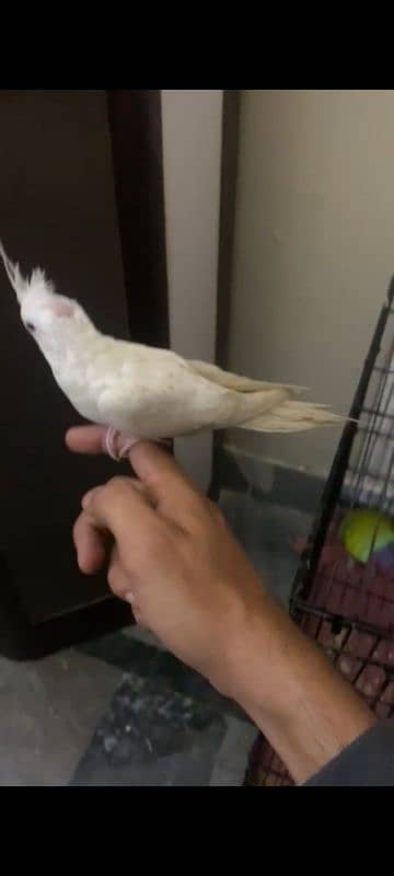 Tame cocktail and cocktail pair 0