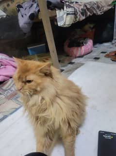 cat