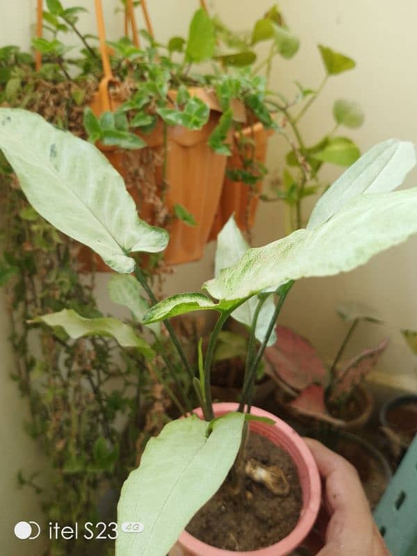 Star light syngonium with cute little pink pot 0