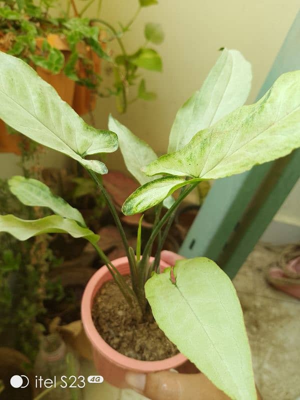 Star light syngonium with cute little pink pot 1