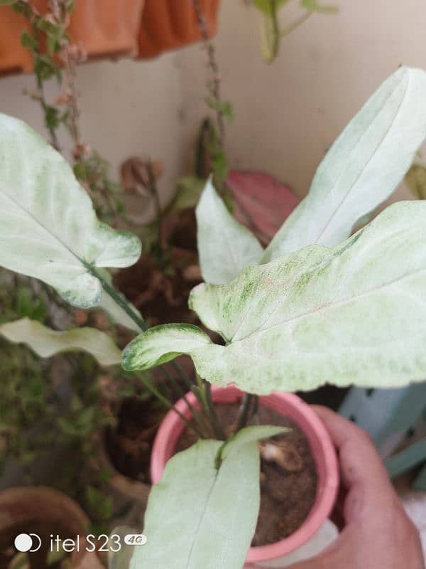 Star light syngonium with cute little pink pot 2