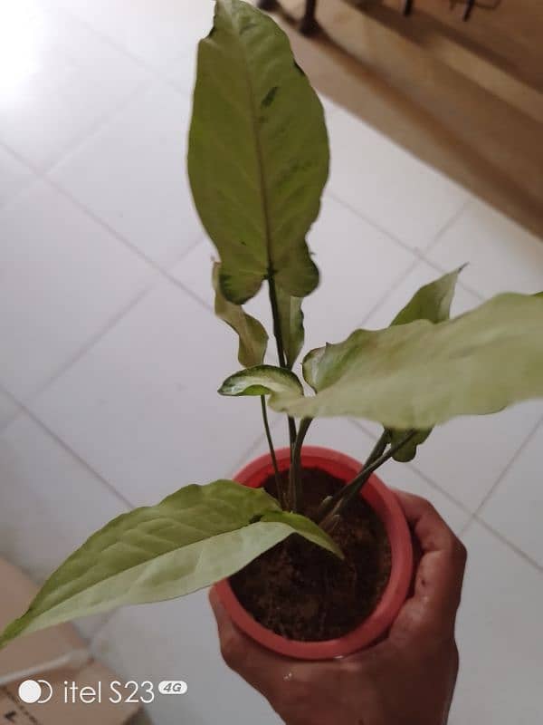 Star light syngonium with cute little pink pot 3