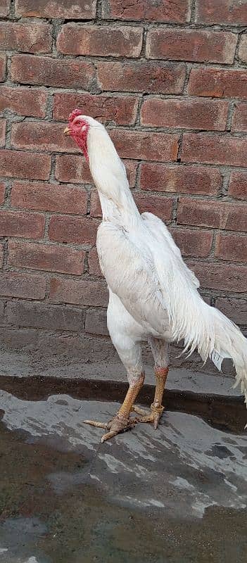 white shamo male for sale 0