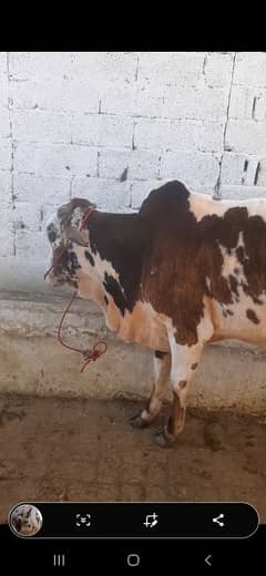 Qurbani