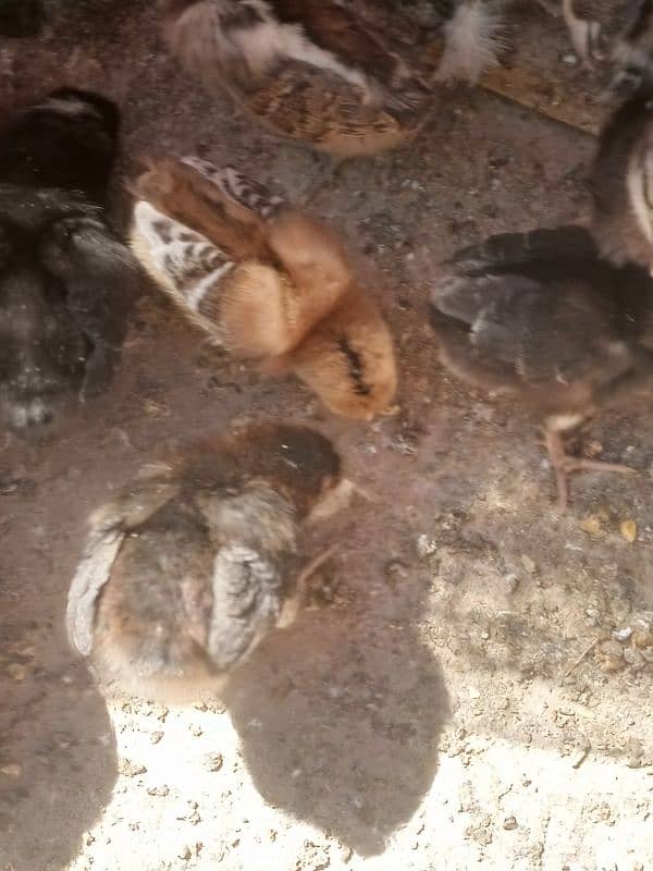 Healthy and active egg laying machines 0