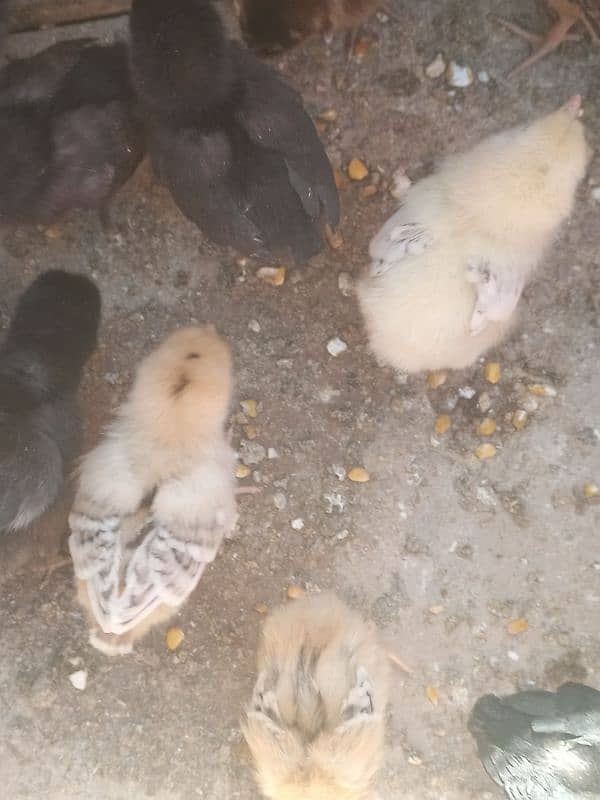 Healthy and active egg laying machines 1