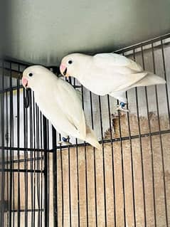 Breeder