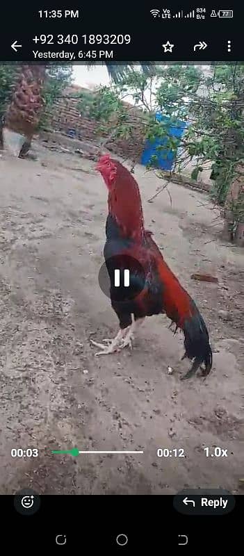 Mainwali Aseel 1