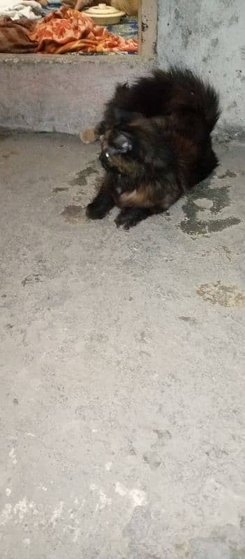 cat female 0