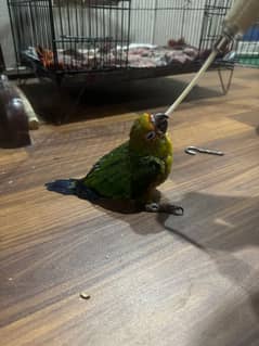 sun conure