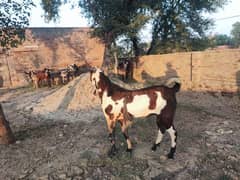Pure Beetal Breeder Bakra for sale