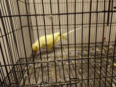 talking lutino yellow male parrot