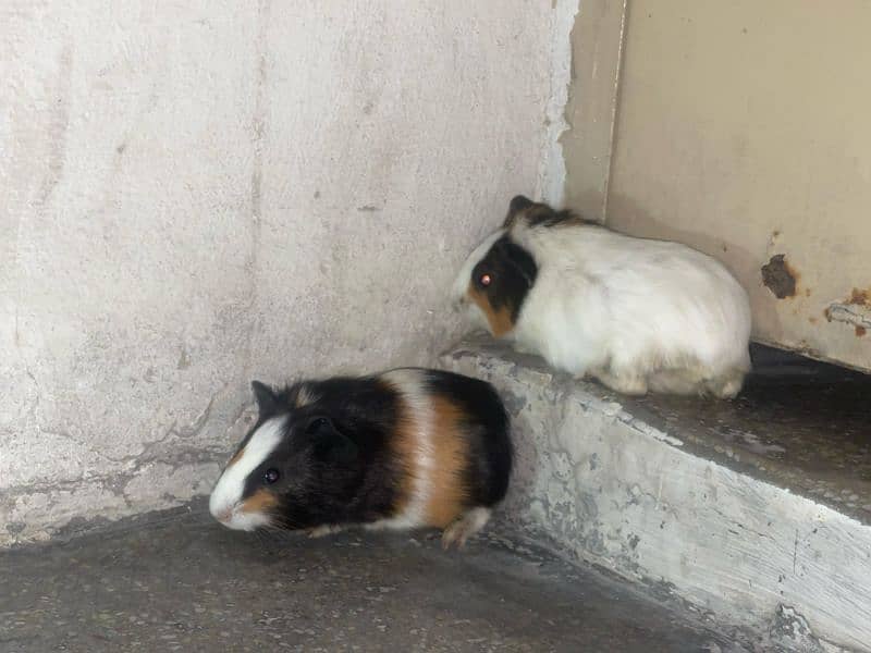 breeder pairs and kids. 2