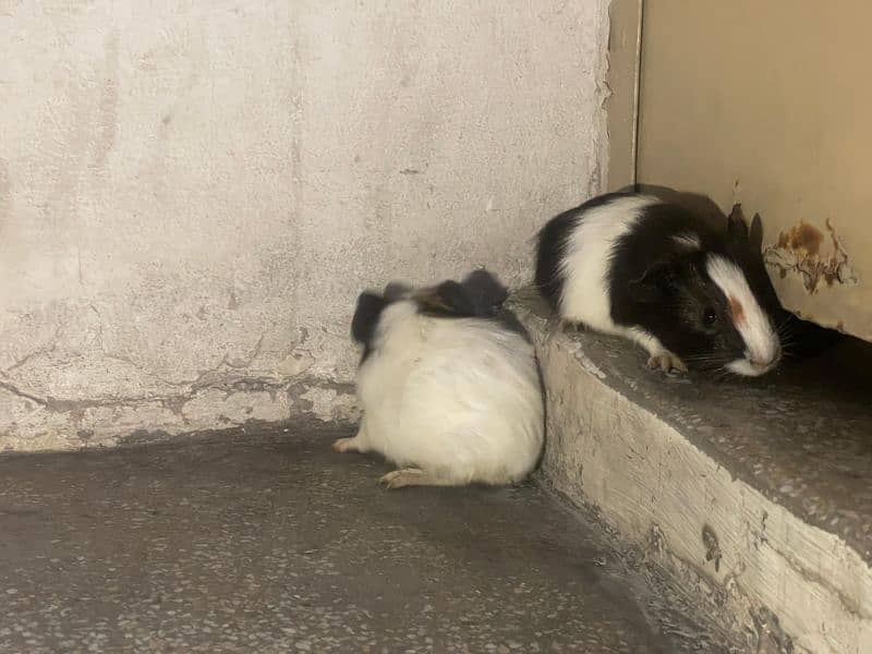 breeder pairs and kids. 3