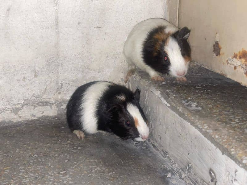 breeder pairs and kids. 6