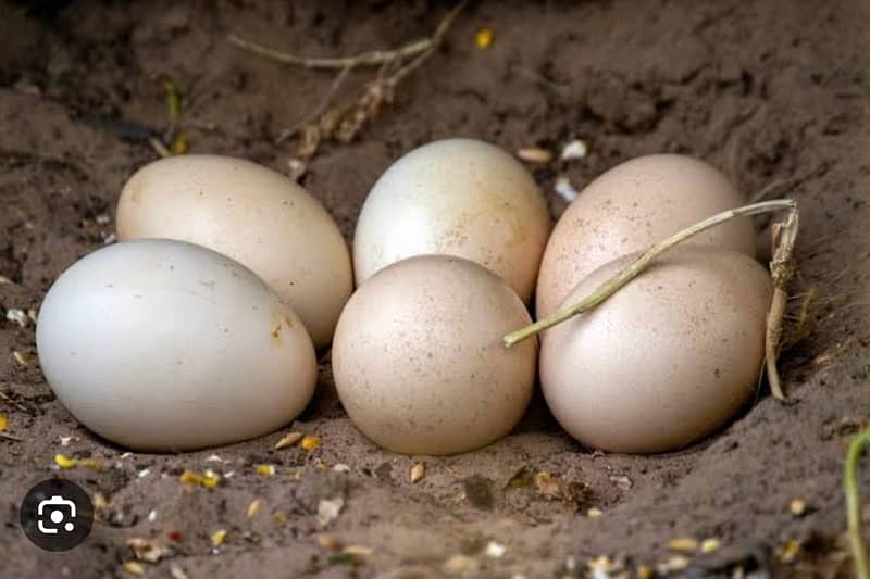 peacock egg 1