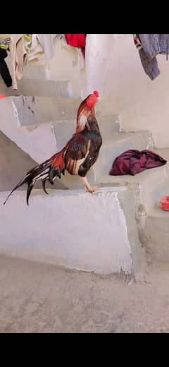 Amroha Blood line murgh for sale