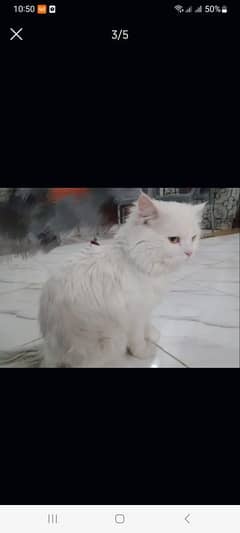 persian
