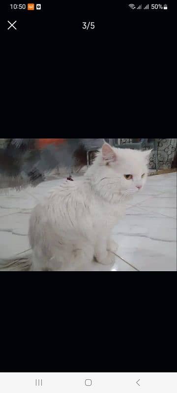 persian cat 0