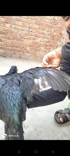 Mushkil aseel | Mianwali aseel | lakhi Madi | Aseel | Hen | Murghi