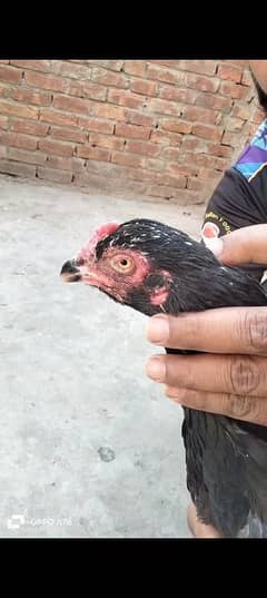 Mushkil aseel | Mianwali aseel | lakhi Madi | Aseel | Hen | Murghi
